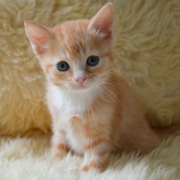 「顔出しＯＫです！」オヤツ大好きなネコちゃん大募集！★食いつき抜群★安心おやつ『鹿ピューレ』の投稿画像