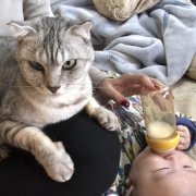 「ヌコ」オヤツ大好きなネコちゃん大募集！★食いつき抜群★安心おやつ『鹿ピューレ』の投稿画像