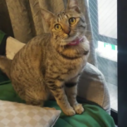 「愛猫ちゃこ」オヤツ大好きなネコちゃん大募集！★食いつき抜群★安心おやつ『鹿ピューレ』の投稿画像