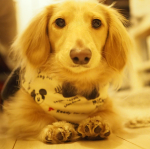 肉球保護の靴をモニターでいただきました☺️ ジルは足舐めする癖があるからめっちゃいい！と思ったんだけど、靴の感触がムニムニしてて噛み心地良かったのか食べそうになるので断念😢💦 #パウテクト #ペットア&hellip;のInstagram画像