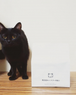 野良出身のハナちゃんはジャンクな味がお好き。野良時代に色んな人に人間の食べ物をもらっていたと思われる。*だもんで、うちに来た頃はなかなかのアグレッシブ・スメル・ウココを&hellip;のInstagram画像