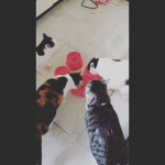 モニプラで当選した鹿ピューレをあげてみました。﻿﻿テクスチャーは少し硬め。﻿香りは少し癖あり。﻿個人的な意見ですが、人も猫も好き嫌いが分かれるような印象です。﻿﻿まずはじめに、&hellip;のInstagram画像