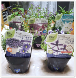 「毎日の生活が華やかになりそう。」の画像（1枚目）