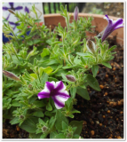 「花が咲きました。」の画像（1枚目）