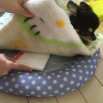 ダニ捕りロボ、使ってみました。ペットのダニ対策しっかりやってあげたいですよね🐶この『ダニ捕りロボ』3ヵ月置きっぱなしで、簡単のみ対策できて便利です☺️ちょっと置きはじめは、気になっていたうちの&hellip;のInstagram画像