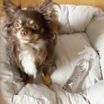 .100%純水でできている、.除菌消臭スプレー✨. @shuppa__ ..直接毛にシュッと吹きかけてパッと拭き拭きするだけで、.洗浄除菌消臭できますよん😊..ロックのお散&hellip;のInstagram画像