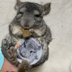 換毛機で不機嫌10ちゃん♡可愛いキーホルダー作っちゃった♡これもね！アプリで簡単に作れるの♡大きさは2個あった🧩個人的には大きめなのが好き♡ 鞄のアクセサリーになるね(^^)なんか&hellip;のInstagram画像