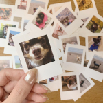コロちゃん(たまにwith ぽんぽん)の写真をSeelという専用アプリを使ってシールにしてみました🐶﻿ポラみたいなデザインがとっても可愛い📷🧡﻿色々背景選べたけど私はシンプルな白地にしました✨&hellip;のInstagram画像