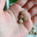 「快朝ハーブ飲んでます✨」の画像（3枚目）