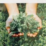 :.* お茶洗顔:*.:きつい香りが苦手な私ですが、この洗顔石鹸はとてもいいお茶の香りで癒されます&bull;*&uml;*&bull;.&cedil;&cedil;♪泡だてネットで、もこもこ泡を作って洗顔。もちもちふわふわ&hellip;のInstagram画像