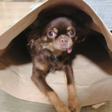 「愛犬」の画像（1枚目）