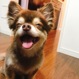「愛犬」の画像（1枚目）