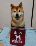 柴犬まろｻﾝ