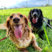 「エルフィ　&  ロッティ」DOGSTANCE 鹿肉麹熟成＜Instagram動画＞投稿モニター10名様大募集！の投稿画像