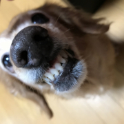 「まだまだ美味しいもの、たくさん食べるぞ～。」DOGSTANCE 鹿肉麹熟成＜Instagram動画＞投稿モニター10名様大募集！の投稿画像