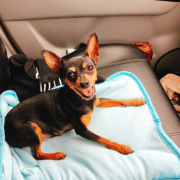 「ミニピンあかねです。」DOGSTANCE 鹿肉麹熟成＜Instagram動画＞投稿モニター10名様大募集！の投稿画像