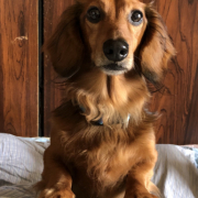 「アスラン」DOGSTANCE 鹿肉麹熟成＜Instagram動画＞投稿モニター10名様大募集！の投稿画像