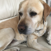 「そら」DOGSTANCE 鹿肉麹熟成＜Instagram動画＞投稿モニター10名様大募集！の投稿画像