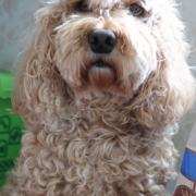 「１年中モフモフです」DOGSTANCE 鹿肉麹熟成＜Instagram動画＞投稿モニター10名様大募集！の投稿画像