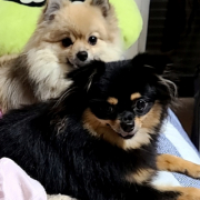 「ぺこ、ぶち」DOGSTANCE 鹿肉麹熟成＜Instagram動画＞投稿モニター10名様大募集！の投稿画像