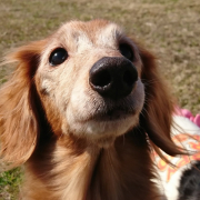 「可愛い♥️」DOGSTANCE 鹿肉麹熟成＜Instagram動画＞投稿モニター10名様大募集！の投稿画像