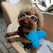 「顔出しＯＫです！」DOGSTANCE 鹿肉麹熟成＜Instagram動画＞投稿モニター10名様大募集！の投稿画像