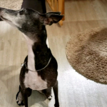 おー、食い付きいい～👍実はこれ、普段のごはんのあとにお試しであげてみた動画。ごはんのあとやけど、みんながっつがっつ取り合いする勢い🤭鹿肉麹熟成ドッグスタンス小粒でシ&hellip;のInstagram画像