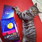🐱　😽　😻こんにちにゃん♡今日は、新しいキャットフード【ペットライン　LUNA】のカリカリモグモグしてみたにゃ〜😽2種類の味が楽しめて、おいしかったにゃ！かつお&hellip;のInstagram画像