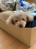 拾ってください