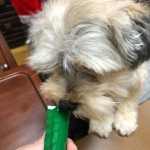 .MREフードプラスのモニターをやらせてもらっています⭐️.🐶は我が家の大切な家族なので、健康で長生きして欲しい！.1ヶ月間のお試しですが、少しでも元気になってくれますように💕&hellip;のInstagram画像