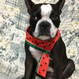 我が家ののらくろ