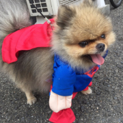 「スーパーマン」〈モニター後はＳＮＳ投稿だけ！〉ねこちゃん・わんちゃんのかわいいお顔、みーせて♡カタログ掲載のチャンス！の投稿画像