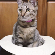 「愛猫 ちゃこ」〈モニター後はＳＮＳ投稿だけ！〉ねこちゃん・わんちゃんのかわいいお顔、みーせて♡カタログ掲載のチャンス！の投稿画像