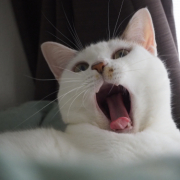 「あくび３連発」〈モニター後はＳＮＳ投稿だけ！〉ねこちゃん・わんちゃんのかわいいお顔、みーせて♡カタログ掲載のチャンス！の投稿画像