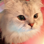 「我が家の癒し隊です！」〈モニター後はＳＮＳ投稿だけ！〉ねこちゃん・わんちゃんのかわいいお顔、みーせて♡カタログ掲載のチャンス！の投稿画像