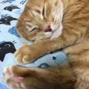 「あいーん」〈モニター後はＳＮＳ投稿だけ！〉ねこちゃん・わんちゃんのかわいいお顔、みーせて♡カタログ掲載のチャンス！の投稿画像