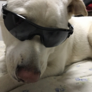 「サングラス～」〈モニター後はＳＮＳ投稿だけ！〉ねこちゃん・わんちゃんのかわいいお顔、みーせて♡カタログ掲載のチャンス！の投稿画像