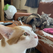 「るんるん！」〈モニター後はＳＮＳ投稿だけ！〉ねこちゃん・わんちゃんのかわいいお顔、みーせて♡カタログ掲載のチャンス！の投稿画像