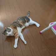 「暑いよ～！」〈モニター後はＳＮＳ投稿だけ！〉ねこちゃん・わんちゃんのかわいいお顔、みーせて♡カタログ掲載のチャンス！の投稿画像