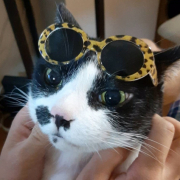 「サングラスとかぶりもの」〈モニター後はＳＮＳ投稿だけ！〉ねこちゃん・わんちゃんのかわいいお顔、みーせて♡カタログ掲載のチャンス！の投稿画像