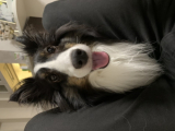 是非試したいです！