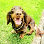 「にこちゃん」＼愛犬の口臭ケアモニター募集／愛犬の写真や動画が商品PRに⁉ラブリービー【20名様】の投稿画像