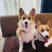 「いつも一緒」＼愛犬の口臭ケアモニター募集／愛犬の写真や動画が商品PRに⁉ラブリービー【20名様】の投稿画像