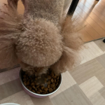 MREフードプラスをお試しして2週間が過ぎました💁&zwj;♀️今ではそのままご飯出すと、何か足りないぞと言わんばかりのマイケル😧MREフードプラスをかけてあげると喜んで食べてくれます🙂食べは&hellip;のInstagram画像