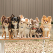 「みんな集合」＼愛犬の口臭ケアモニター募集／愛犬の写真や動画が商品PRに⁉ラブリービー【20名様】の投稿画像