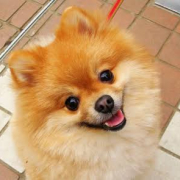 「愛犬」＼愛犬の口臭ケアモニター募集／愛犬の写真や動画が商品PRに⁉ラブリービー【20名様】の投稿画像