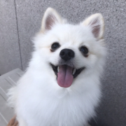 「こう見えて　　ポメラニアン   だよ(笑)」＼愛犬の口臭ケアモニター募集／愛犬の写真や動画が商品PRに⁉ラブリービー【20名様】の投稿画像