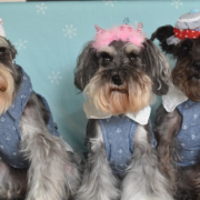 「シュナ３キョウダイ」＼愛犬の口臭ケアモニター募集／愛犬の写真や動画が商品PRに⁉ラブリービー【20名様】の投稿画像