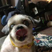 「口臭がひどい」＼愛犬の口臭ケアモニター募集／愛犬の写真や動画が商品PRに⁉ラブリービー【20名様】の投稿画像