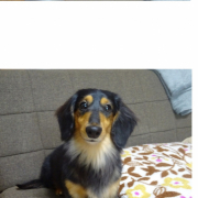 「　」＼愛犬の口臭ケアモニター募集／愛犬の写真や動画が商品PRに⁉ラブリービー【20名様】の投稿画像